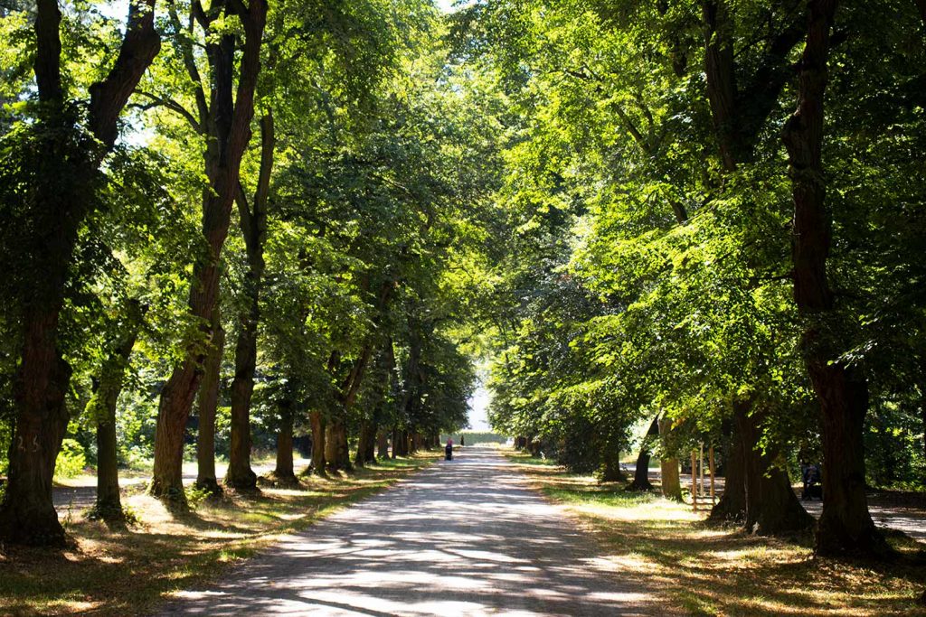 Image of an avenue of trees at Hvezda Park Prague
