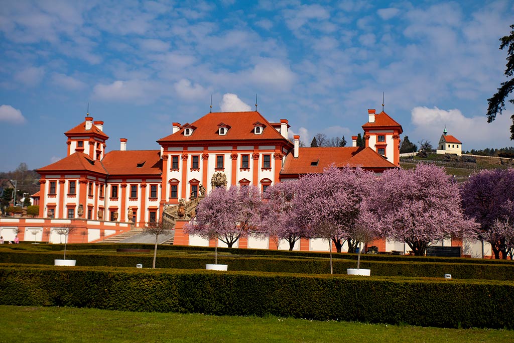 Image of the spring cherry blossoms in Troja Gardens Prague. 