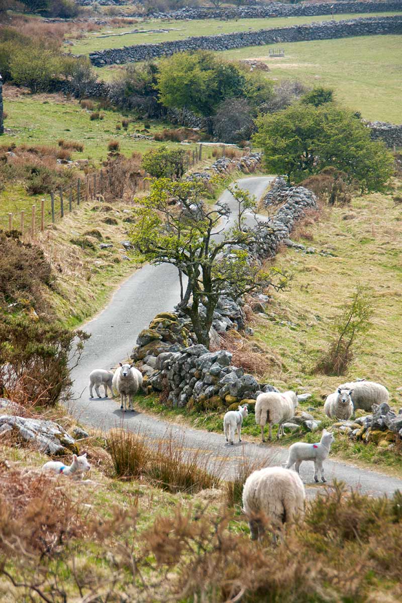 Image of sheep and lambs on a remote country road near Harlech Wales UK