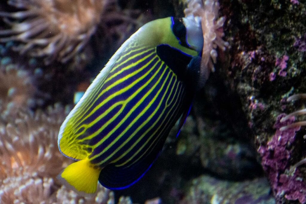 Great Tips For Visiting CretAquarium In Crete