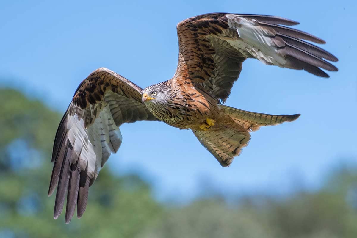 image of red kite bird of prey in flight Wales uk