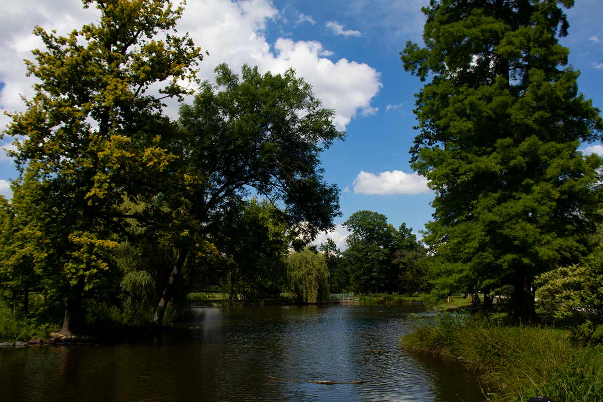 image of pond and trees in Stromovka park prague
