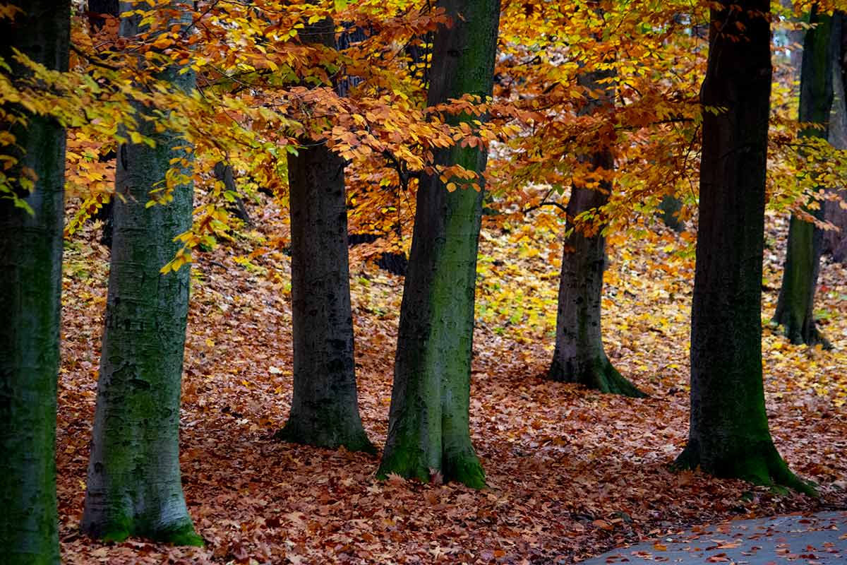 image of autumn colours in Stromovka park prague czechia