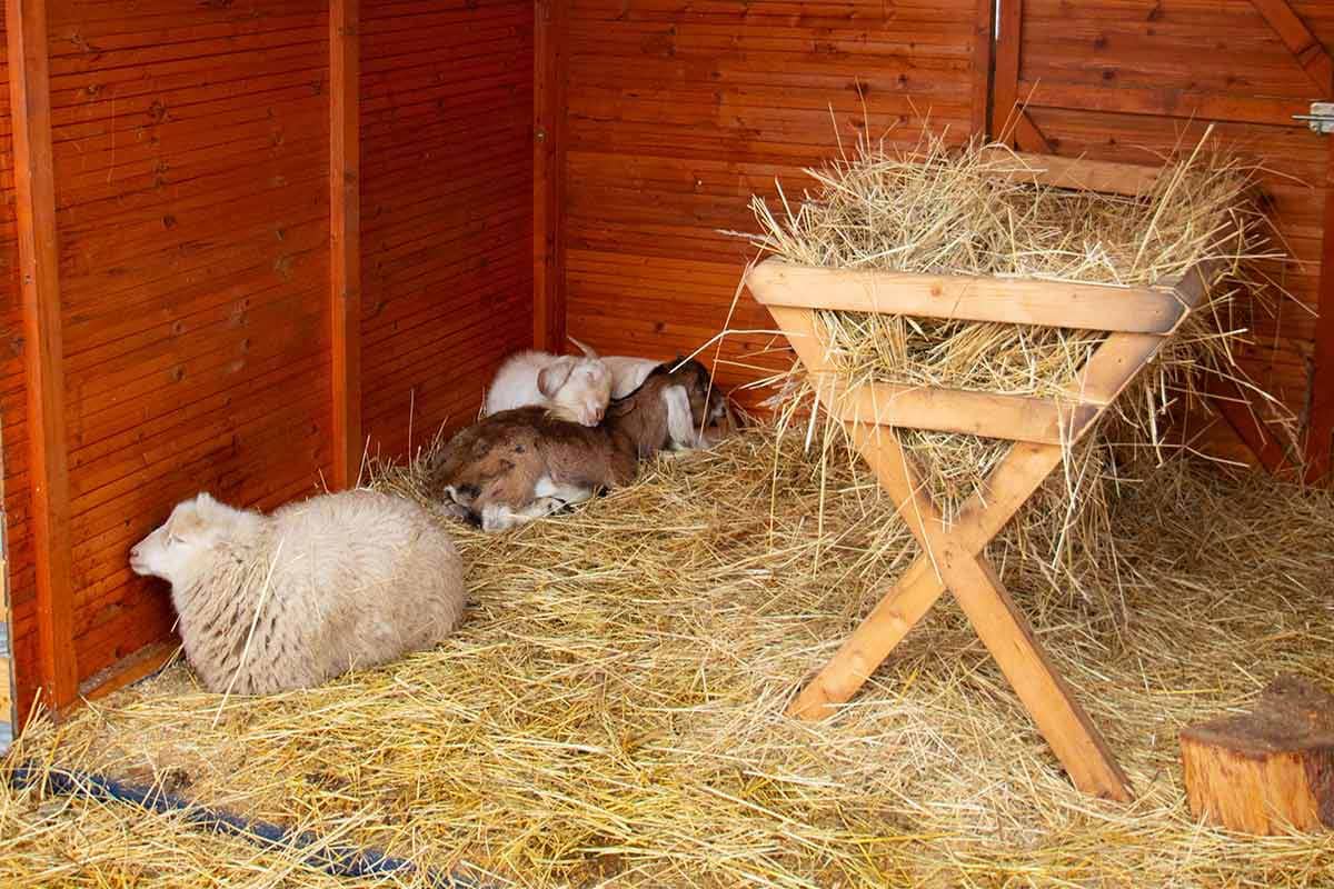 image of sheep and goats at nativity stall in Litomerice Christmas market czech republic