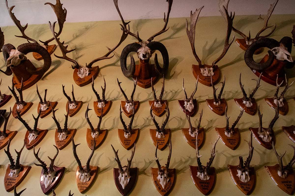 image of antlers on wall of telč castle czech republic