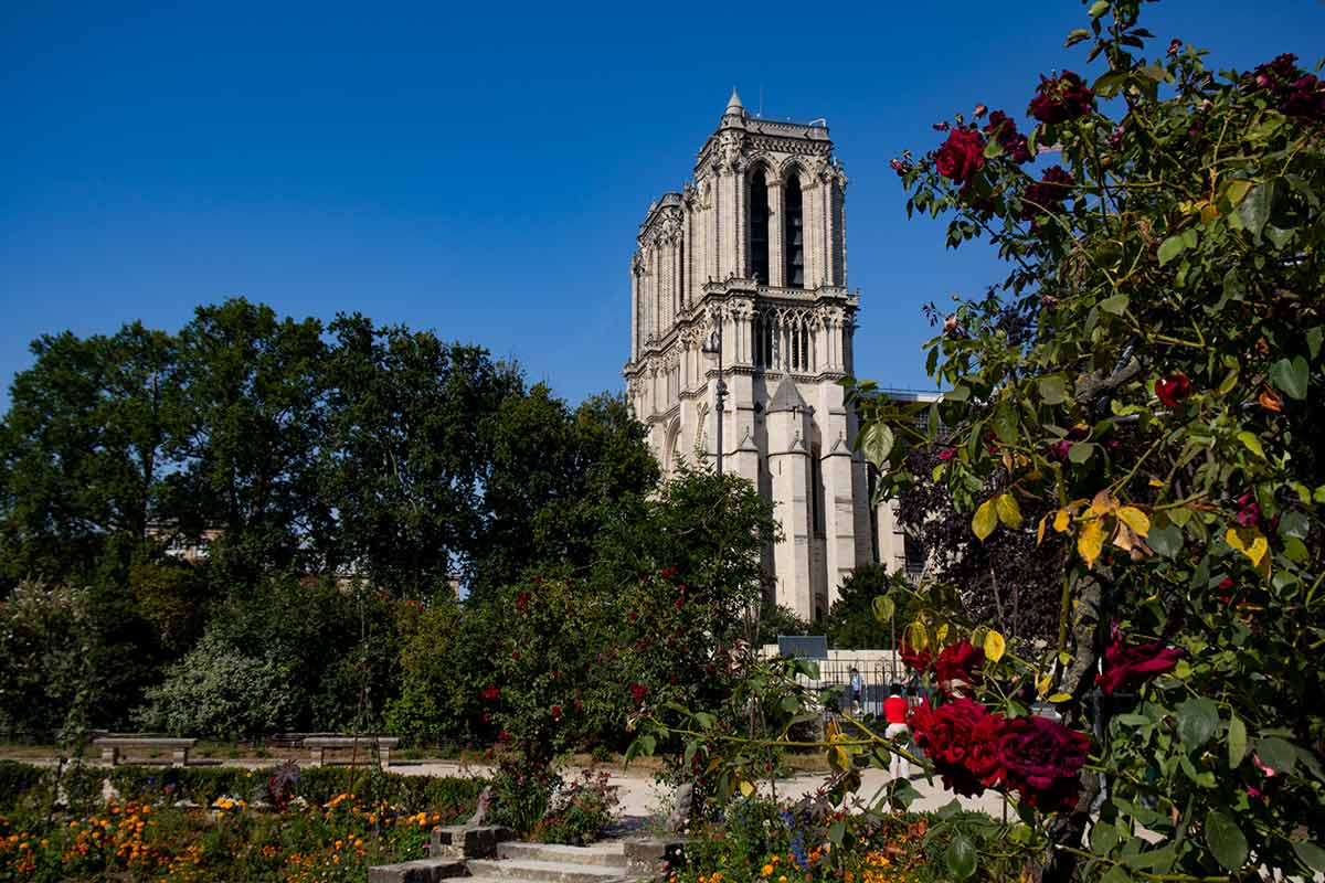 image of notre dame cathedra from square Rene Viviani latin quarter Paris france