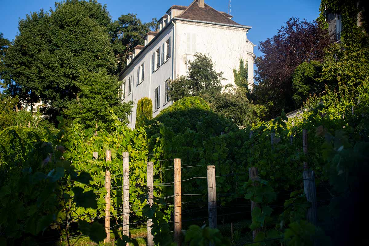 image of le Clos de Montmartre vineyard Paris france